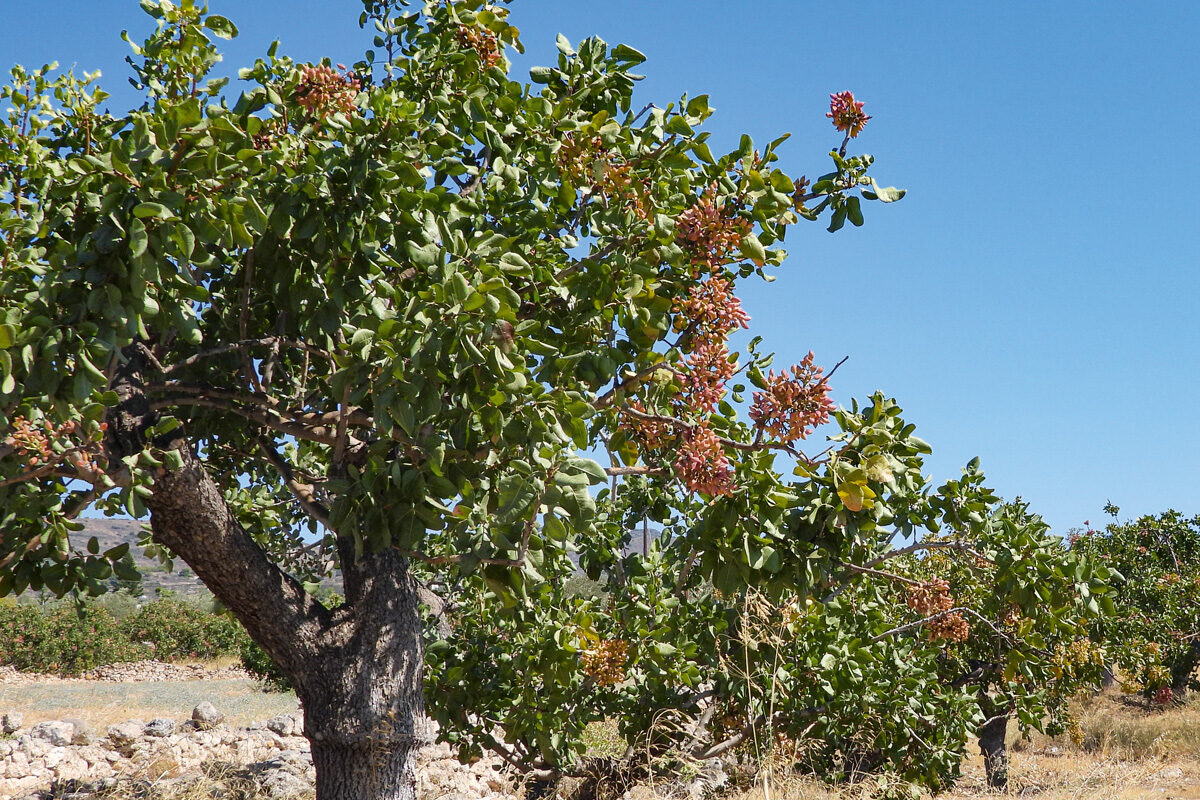 Pistachebomen op Aegina
