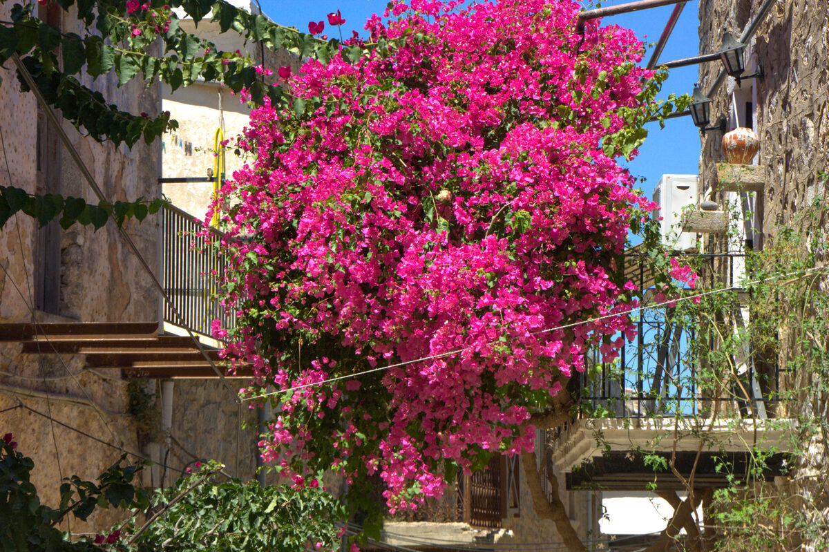 Mesta Chios