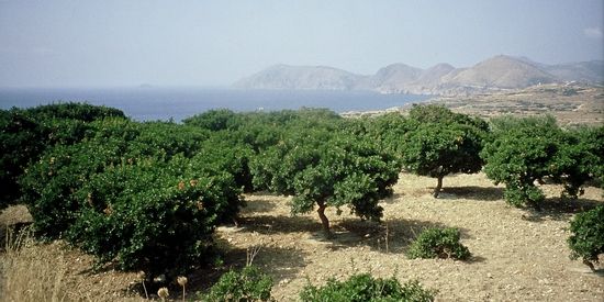 Mastiekbomen Chios