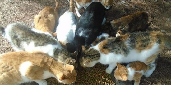 Een van de voederplaatsen op Kythira