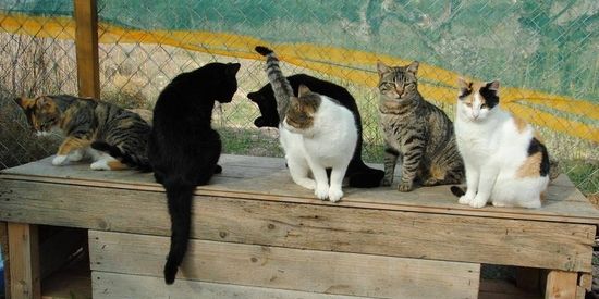 Katten in de opvang op eiland Kythira