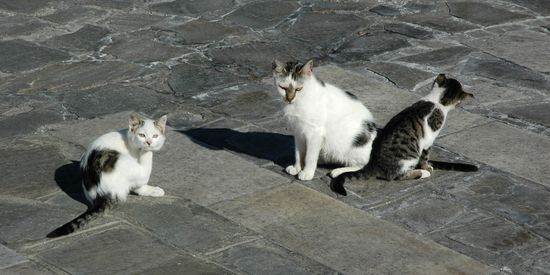 Straatkatten op Kythira