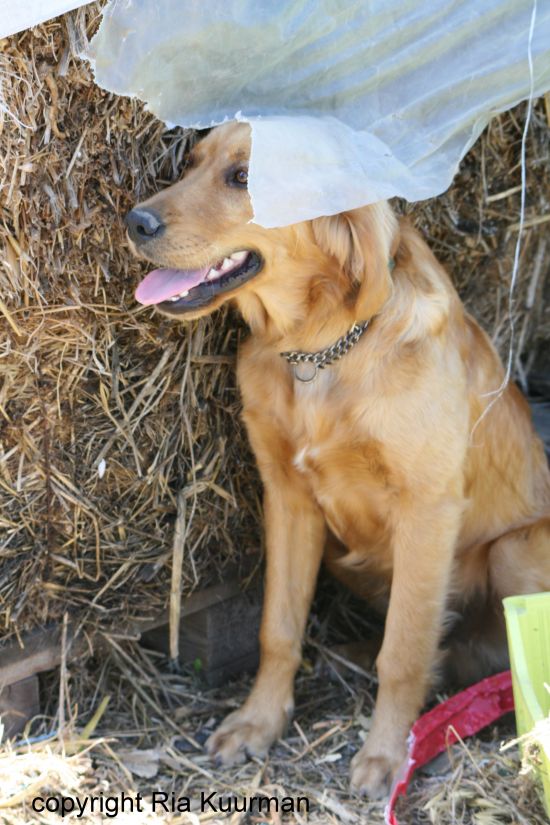 Dierenhulp Griekenland