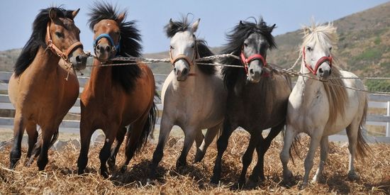 Skyriaanse paarden aan het werk op Mouries farm