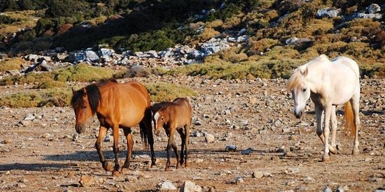 Wilde paarden op Skyros
