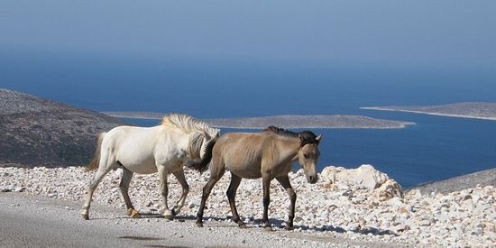 Wilde Skyriaanse paarden op de weg