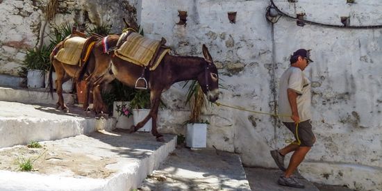 Ezels in Lindos