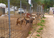 Oproep: Animal Rescue Kefalonia