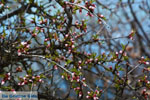 De meren van Prespes | Florina Macedonie | Griekenland foto 30 - Foto van De Griekse Gids