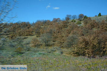 De mooie natuur van Florina | Macedonie Griekenland | Foto 3 - Foto van https://www.grieksegids.nl/fotos/west-macedonie/florina/normaal/florina-macedonie-griekenland-003.jpg