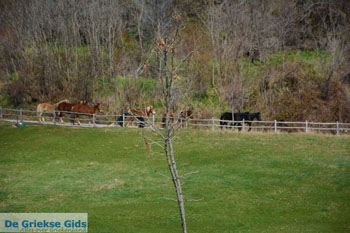 Bergdorp Nimfeon in Florina | Macedonie Griekenland | foto 5 - Foto van https://www.grieksegids.nl/fotos/west-macedonie/florina/normaal/florina-macedonie-griekenland-039.jpg
