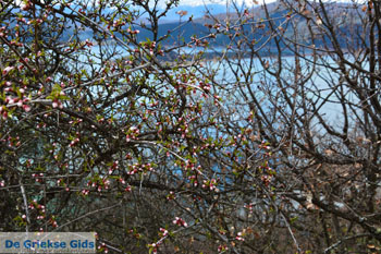 De meren van Prespes | Florina Macedonie | Griekenland foto 31 - Foto van https://www.grieksegids.nl/fotos/west-macedonie/florina/normaal/florina-macedonie-griekenland-137.jpg