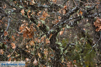 De meren van Prespes | Florina Macedonie | Griekenland foto 32 - Foto van https://www.grieksegids.nl/fotos/west-macedonie/florina/normaal/florina-macedonie-griekenland-138.jpg