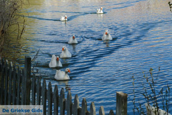 Kastoria | Macedonie Griekenland | Foto 28 - Foto van https://www.grieksegids.nl/fotos/west-macedonie/kastoria/normaal/kastoria-macedonie-griekenland-034.jpg