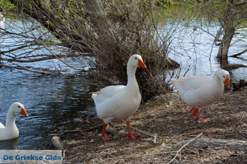 Kastoria | Macedonie Griekenland | Foto 34 - Foto van https://www.grieksegids.nl/fotos/west-macedonie/kastoria/normaal/kastoria-macedonie-griekenland-040.jpg