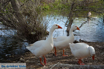 Kastoria | Macedonie Griekenland | Foto 35 - Foto van https://www.grieksegids.nl/fotos/west-macedonie/kastoria/normaal/kastoria-macedonie-griekenland-041.jpg