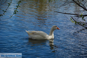 Kastoria | Macedonie Griekenland | Foto 36 - Foto van https://www.grieksegids.nl/fotos/west-macedonie/kastoria/normaal/kastoria-macedonie-griekenland-042.jpg