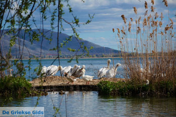 Kastoria | Macedonie Griekenland | Foto 38 - Foto van https://www.grieksegids.nl/fotos/west-macedonie/kastoria/normaal/kastoria-macedonie-griekenland-044.jpg