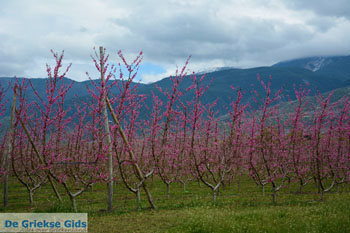 Velvendo  | Kozani Macedonie | De Griekse Gids foto 1 - Foto van https://www.grieksegids.nl/fotos/west-macedonie/kozani/normaal/kozani-macedonie-griekenland-047.jpg