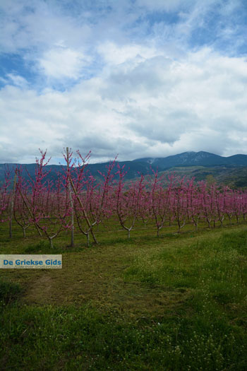 Velvendo  | Kozani Macedonie | De Griekse Gids foto 2 - Foto van https://www.grieksegids.nl/fotos/west-macedonie/kozani/normaal/kozani-macedonie-griekenland-048.jpg