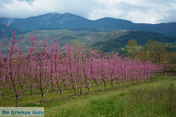 Velvendo  | Kozani Macedonie | GriechenlandWeb.de foto 3 - Foto von GriechenlandWeb.de