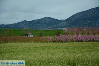 Velvendo  | Kozani Macedonie | De Griekse Gids foto 4 - Foto van https://www.grieksegids.nl/fotos/west-macedonie/kozani/normaal/kozani-macedonie-griekenland-050.jpg