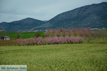 Velvendo  | Kozani Macedonie | De Griekse Gids foto 5 - Foto van https://www.grieksegids.nl/fotos/west-macedonie/kozani/normaal/kozani-macedonie-griekenland-051.jpg