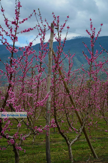Velvendo  | Kozani Macedonie | De Griekse Gids foto 6 - Foto van https://www.grieksegids.nl/fotos/west-macedonie/kozani/normaal/kozani-macedonie-griekenland-052.jpg