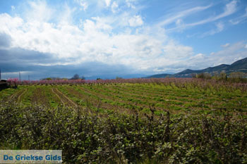 Polifitos-meer Kozani | Macedonie Griekenland 14 - Foto van https://www.grieksegids.nl/fotos/west-macedonie/kozani/normaal/kozani-macedonie-griekenland-081.jpg
