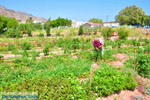 GriechenlandWeb Kato Zakros Lassithi Kreta - Foto GriechenlandWeb.de