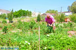 GriechenlandWeb.de Kato Zakros Lassithi Kreta - Foto GriechenlandWeb.de