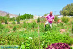 Zakros en Kato Zakros - Kreta - De Griekse Gids 61 - Foto van De Griekse Gids