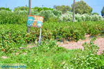 GriechenlandWeb Kato Zakros Lassithi Kreta - Foto GriechenlandWeb.de