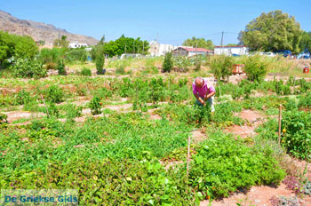 Zakros en Kato Zakros - Kreta - De Griekse Gids 59 - Foto van https://www.grieksegids.nl/fotos/zakros/normaal/zakros-kreta-059.jpg