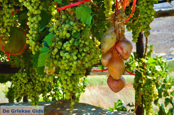 Zakros en Kato Zakros - Kreta - De Griekse Gids 65 - Foto van https://www.grieksegids.nl/fotos/zakros/normaal/zakros-kreta-065.jpg