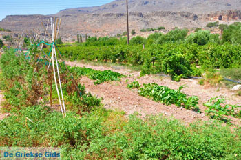 Zakros en Kato Zakros - Kreta - De Griekse Gids 68 - Foto van https://www.grieksegids.nl/fotos/zakros/normaal/zakros-kreta-068.jpg