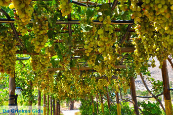 Zakros en Kato Zakros - Kreta - De Griekse Gids 72 - Foto van https://www.grieksegids.nl/fotos/zakros/normaal/zakros-kreta-072.jpg