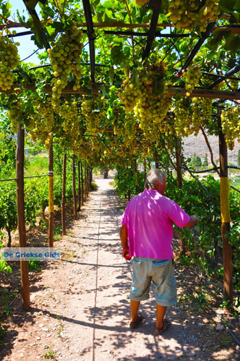Zakros en Kato Zakros - Kreta - De Griekse Gids 74 - Foto van https://www.grieksegids.nl/fotos/zakros/normaal/zakros-kreta-074.jpg