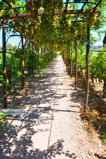 Zakros en Kato Zakros - Kreta - De Griekse Gids 75 - Foto van https://www.grieksegids.nl/fotos/zakros/normaal/zakros-kreta-075.jpg