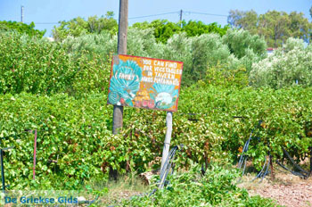 Zakros en Kato Zakros - Kreta - De Griekse Gids 76 - Foto van https://www.grieksegids.nl/fotos/zakros/normaal/zakros-kreta-076.jpg