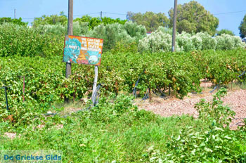 Zakros en Kato Zakros - Kreta - De Griekse Gids 77 - Foto van https://www.grieksegids.nl/fotos/zakros/normaal/zakros-kreta-077.jpg