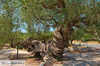 Exo Chora Zakynthos - Ionische eilanden -  Foto 8 - Foto van https://www.grieksegids.nl/fotos/zakynthos/exo-chora/350pix/exo-chora-zakynthos-008.jpg