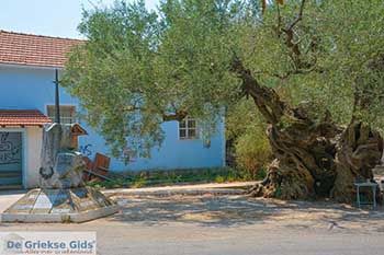 Exo Chora Zakynthos - Ionische eilanden -  Foto 14 - Foto van https://www.grieksegids.nl/fotos/zakynthos/exo-chora/350pix/exo-chora-zakynthos-014.jpg