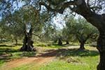 Olijfbomen Agalas Zakynthos - Foto Dionysios Margaris 9 - Foto van Dionysios Margaris