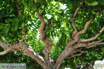 Karystos Evia | Griekenland | Foto 16 - Foto van https://www.grieksegids.nl/fotos/zuid-evia/normaal/zuid-evia-021.jpg