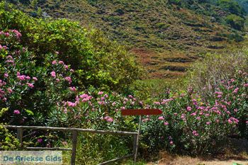 Aghios Dimitrios Evia | Griekenland | foto 68 - Foto van https://www.grieksegids.nl/fotos/zuid-evia/normaal/zuid-evia-265.jpg