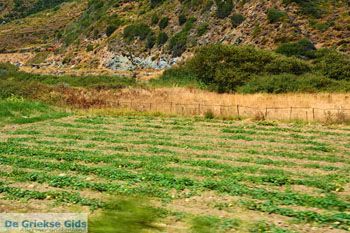 Giannitsi Evia | Griekenland | Foto 36 - Foto van https://www.grieksegids.nl/fotos/zuid-evia/normaal/zuid-evia-307.jpg
