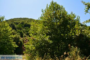 Foto Zuid Evia | Griekenland 5 - Foto van https://www.grieksegids.nl/fotos/zuid-evia/normaal/zuid-evia-310.jpg