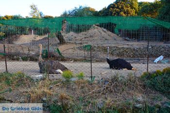 Paradisi Evia | Griekenland | Foto 1 - Foto van https://www.grieksegids.nl/fotos/zuid-evia/normaal/zuid-evia-565.jpg