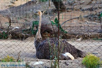 Paradisi Evia | Griekenland | Foto 2 - Foto van https://www.grieksegids.nl/fotos/zuid-evia/normaal/zuid-evia-566.jpg